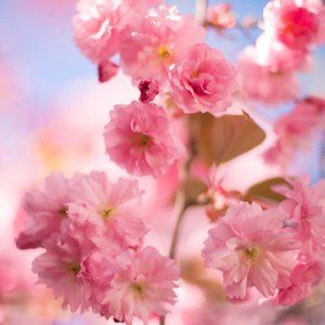 Meet your Posher, Lisiantha